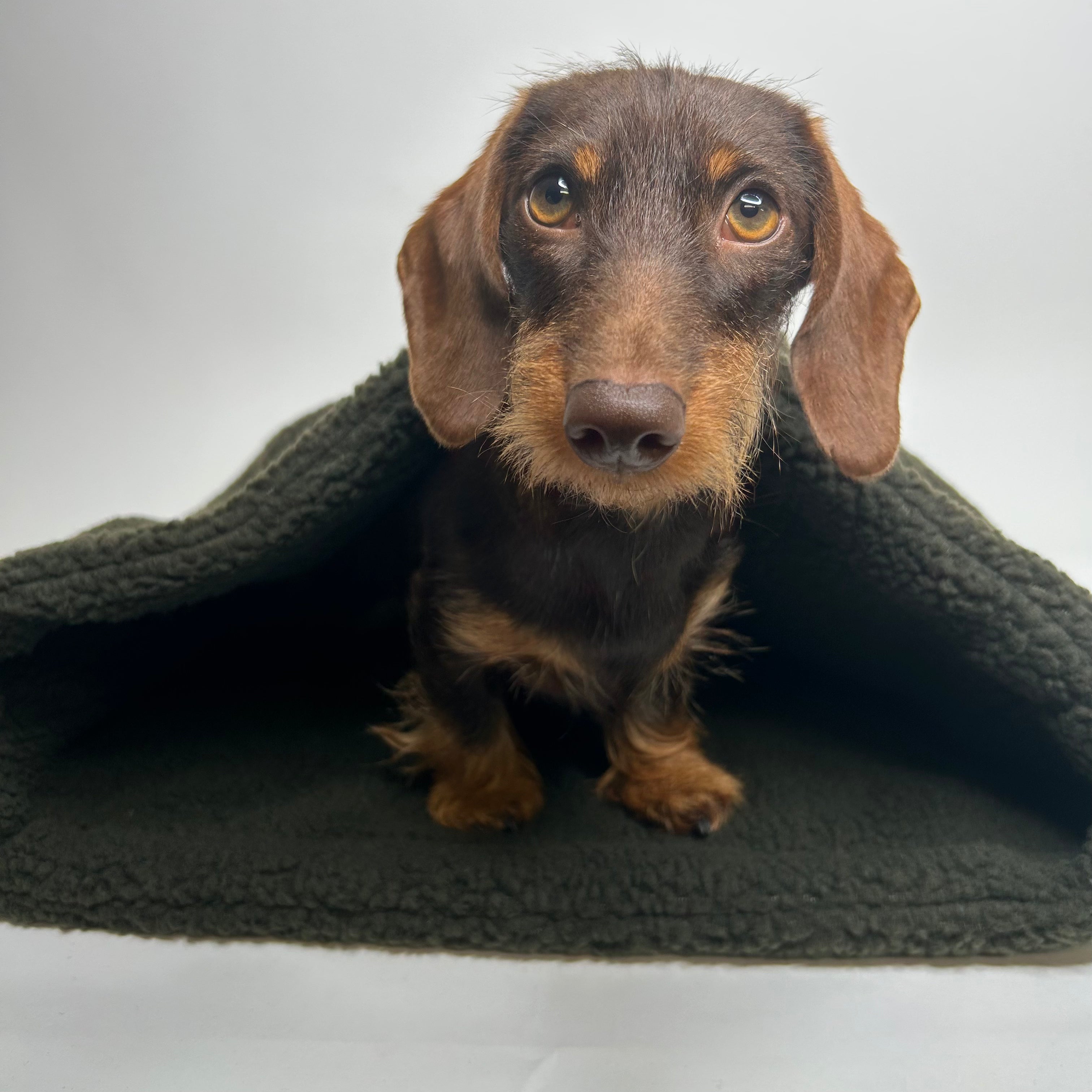 Handgefertigter Kuschelsack für Hunde aus Teddyplüsch
