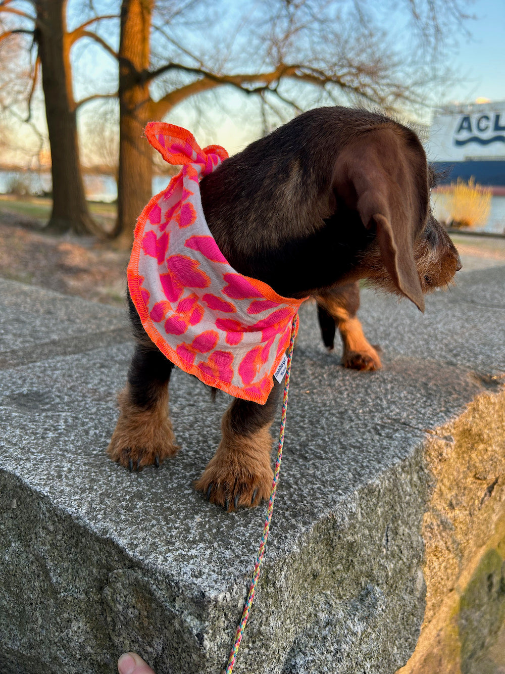 Halstuch "Leo" für kleine Hunde