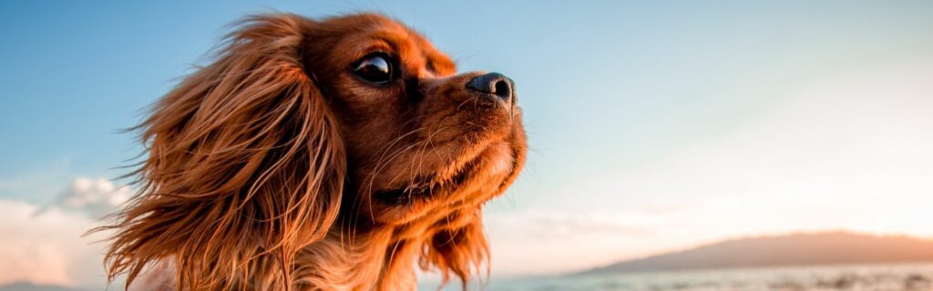 Bestätigung Zahlungseingang