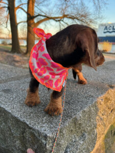 Halstuch "Leo" für kleine Hunde